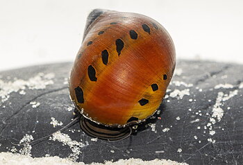 Tigersnäcka (Vittina semiconica)