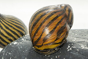 Zebrasnäcka (Vittina turrita)