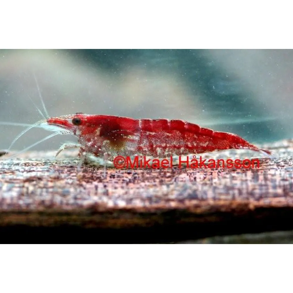 Körsbärs Räka  (Neocaridina davidi)