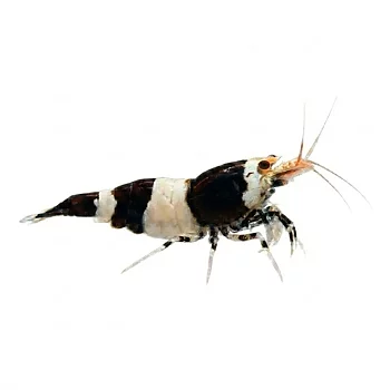 Svart Crystal räka (Caridina logemanni)