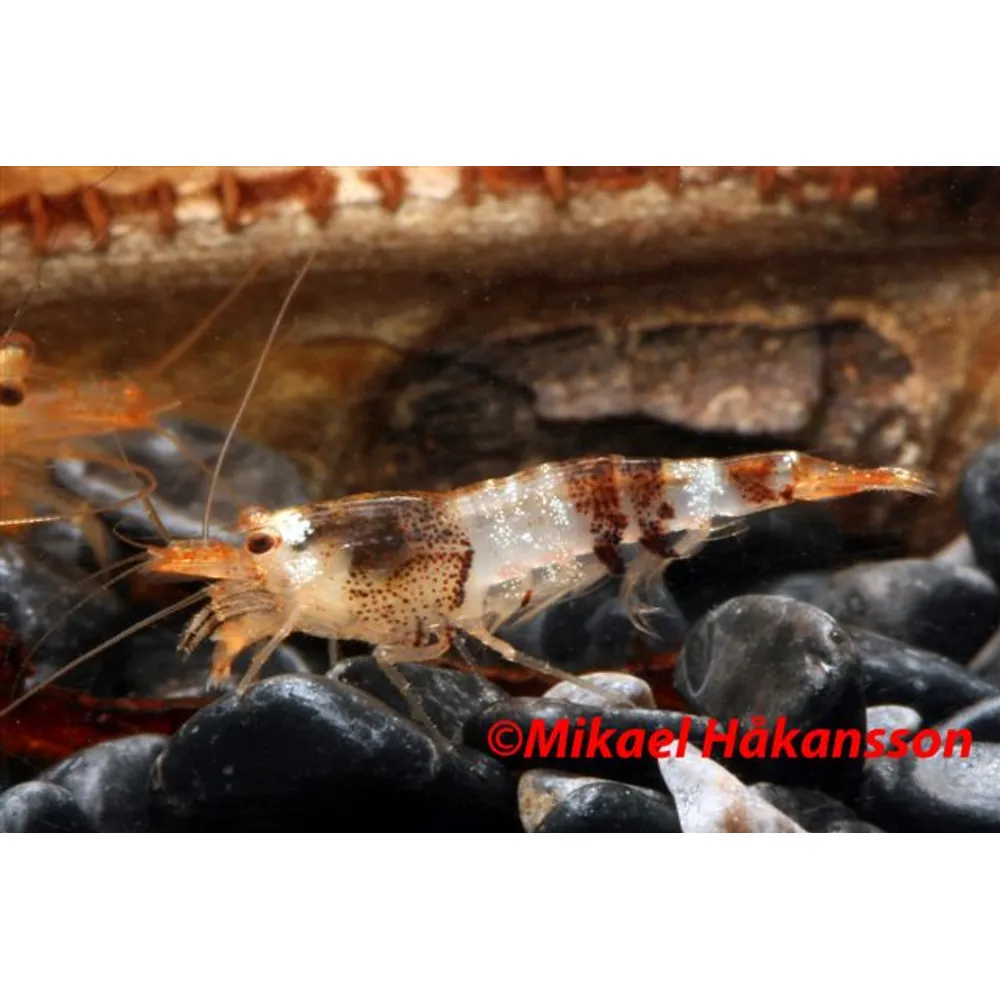 Svart Crystal räka (Caridina logemanni)