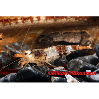 Svart Crystal räka (Caridina logemanni)