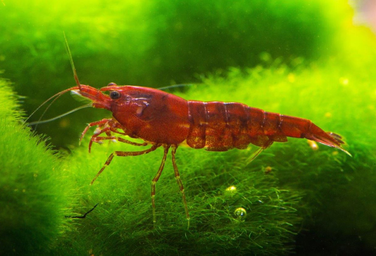 Röd Sakura Räka (Neocaridina davidi)