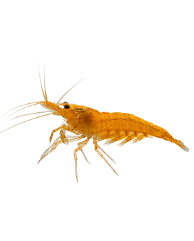 Orange Räka (Neocaridina davidi)
