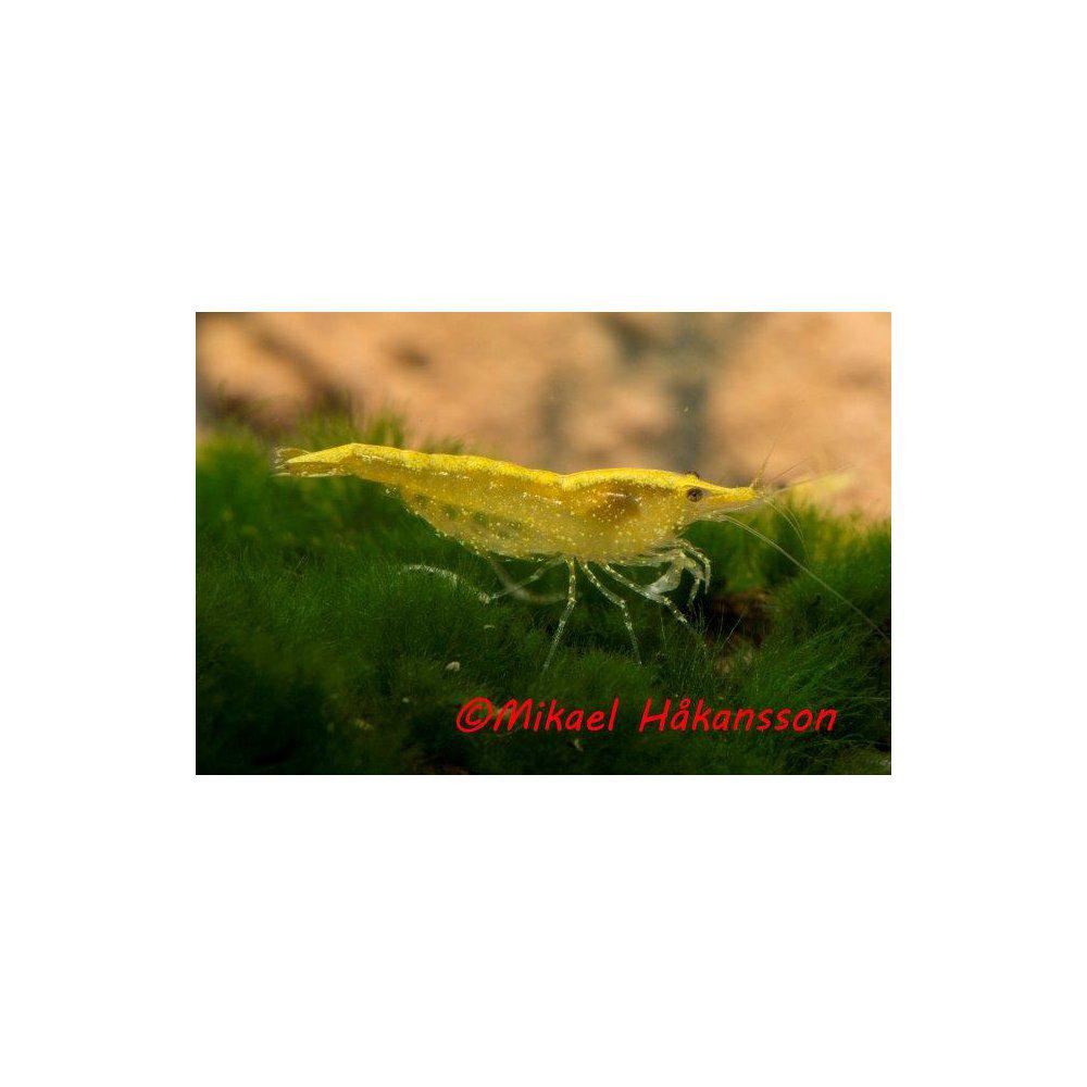 Gul Räka (Neocaridina davidi)