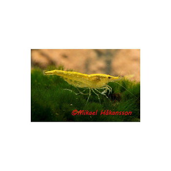 Gul Räka (Neocaridina davidi)