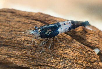 Blå Rili Räka (Neocaridina davidi)