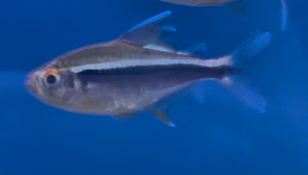 Svart neontetra (Hyphessobrycon herbertaxelrodi)