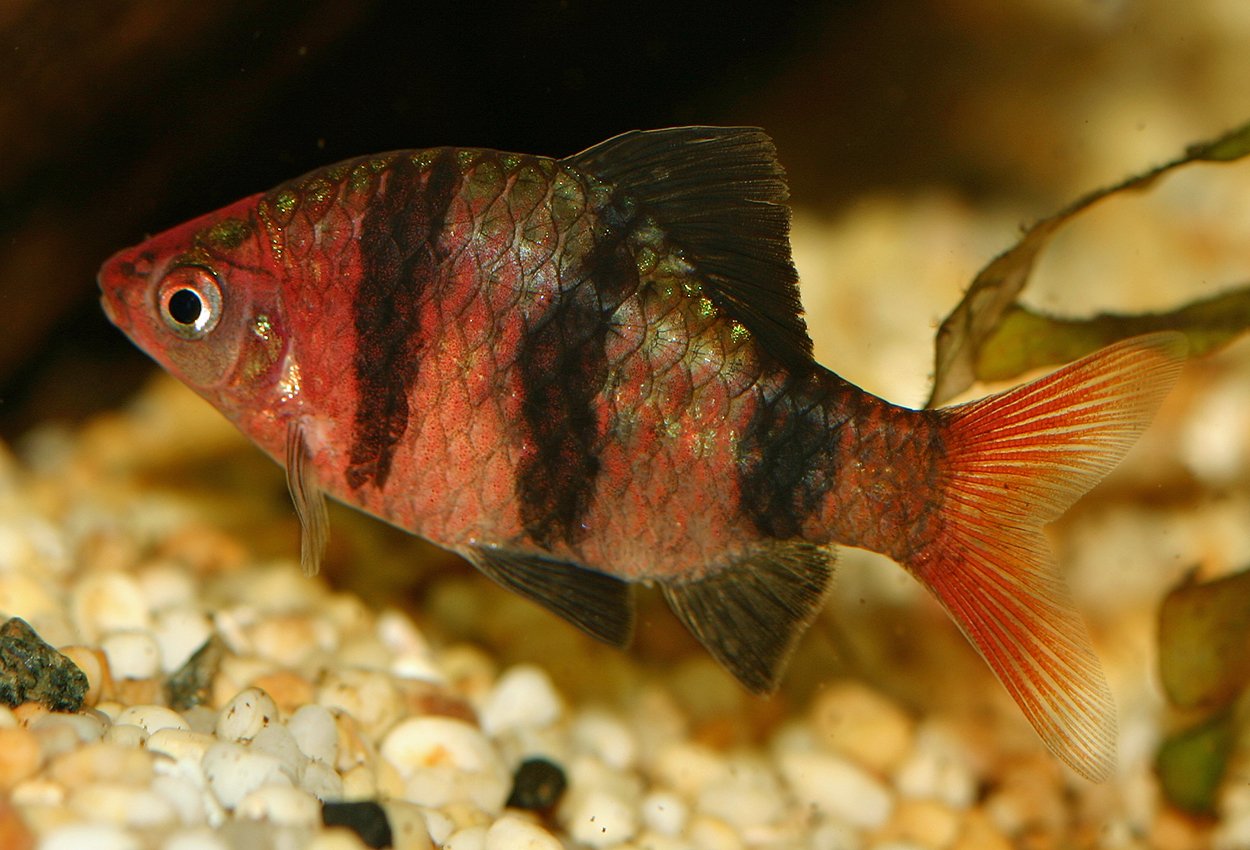 Purpurhuvudsbarb (Pethia nigrofasciata)