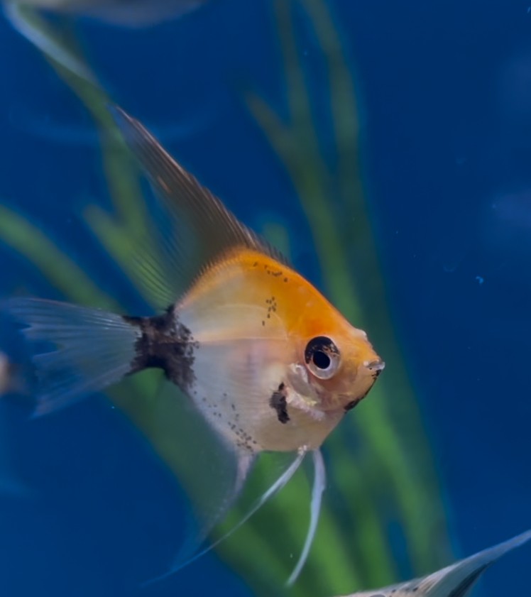 Scalare Red Devil (Pterophyllum scalare)