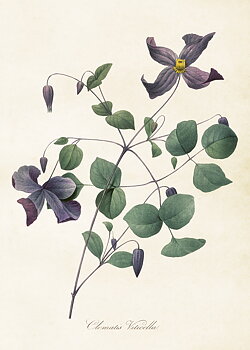 Juliste Vintage Italian Clematis 50x70cm Kauniita asioita juliste 50x70cm