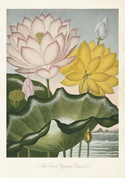Juliste Vintage intialainen Lotus 35x50cm kauniita asioita