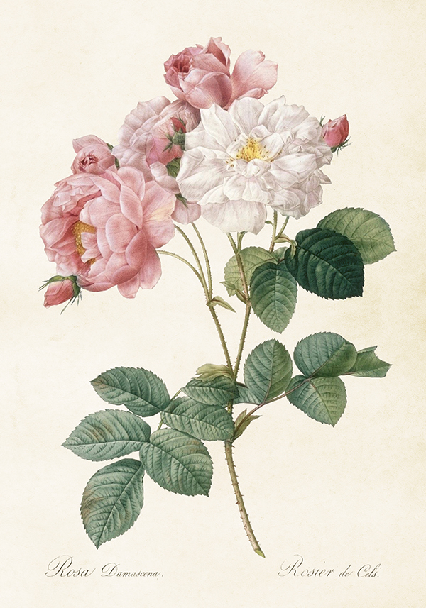 Plakat Vintage Damascene Rose 35x50cm Beautiful Things - 2