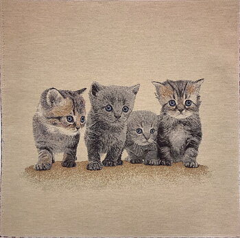 Kattungar