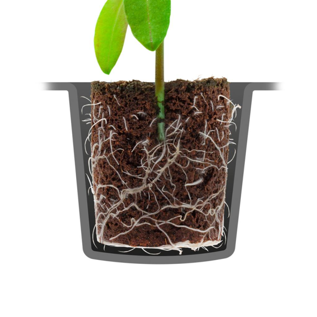 ROOT!T Torrtorvfria briketter i bricka 24st. - 2