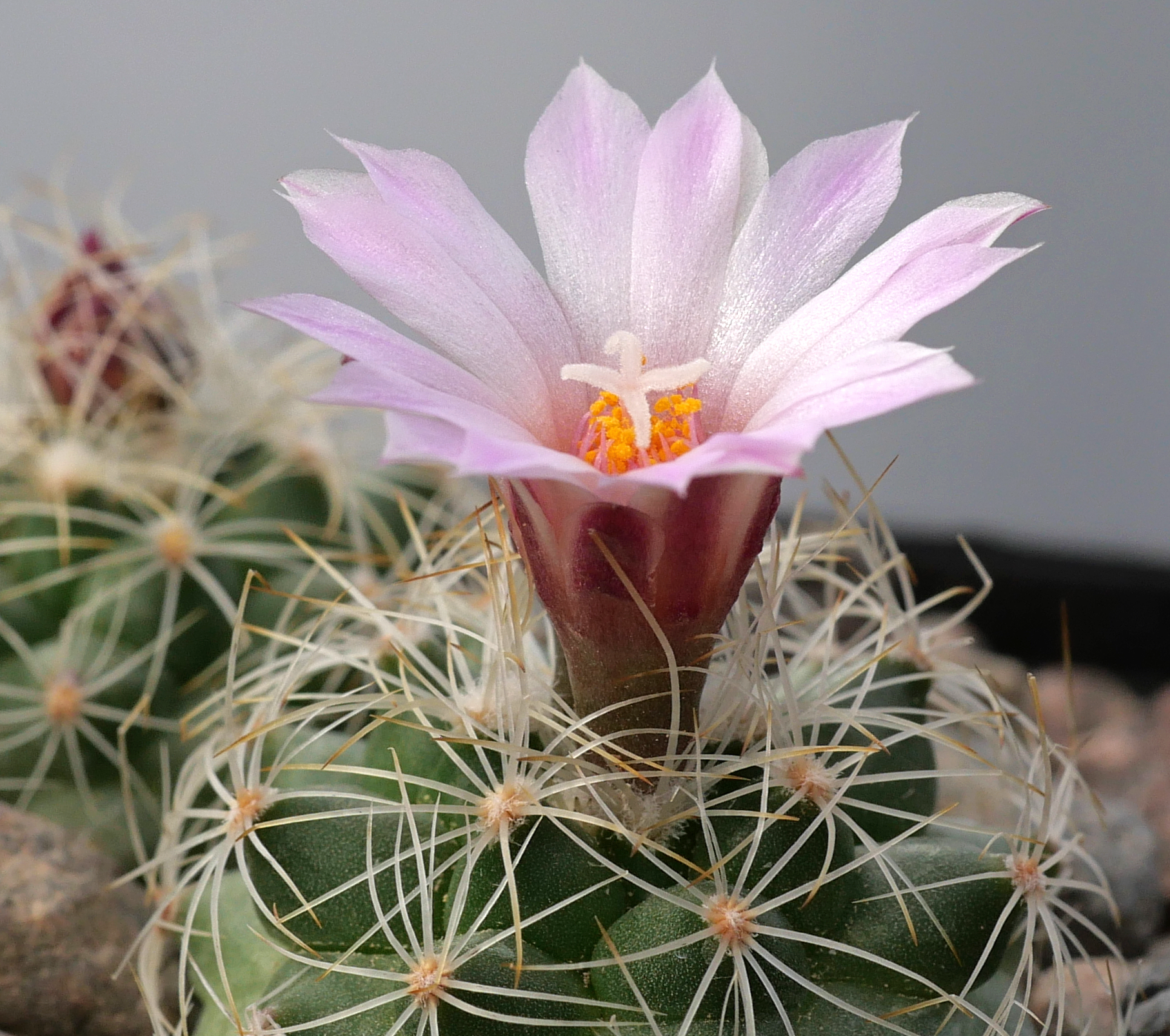 Gymnocactus knuthianus RS 679 (Guadalcazar, SLP)