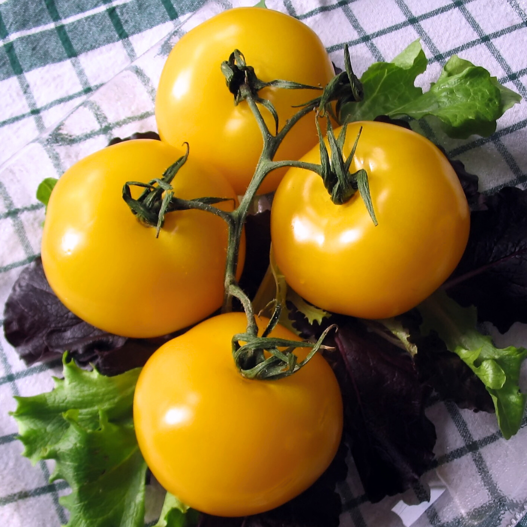 Ekologisk Tomat - Giallo di Thun - Pomodoro