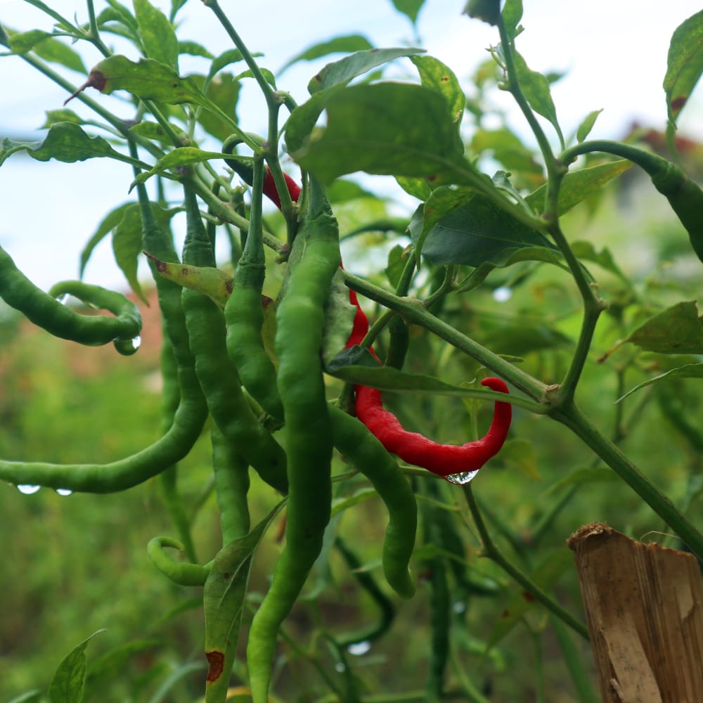 Peperoni  - Chili 'Sigaretta di Bergamo'