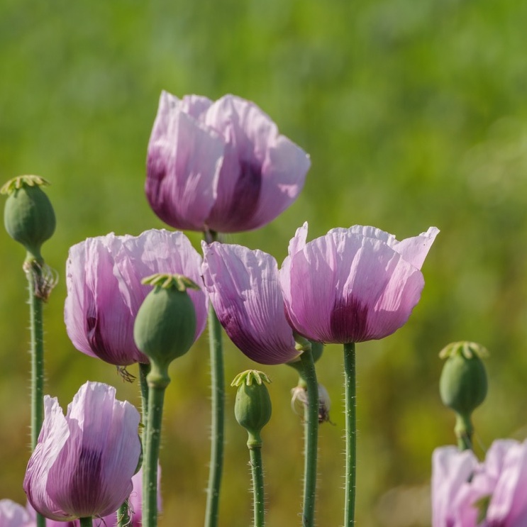 Blommande enkel valmo