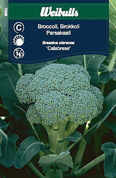 Kål,Broccoli Ramoso Calabrese