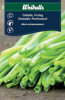 Gräslök Flerårig Allium Schoenoprasum
