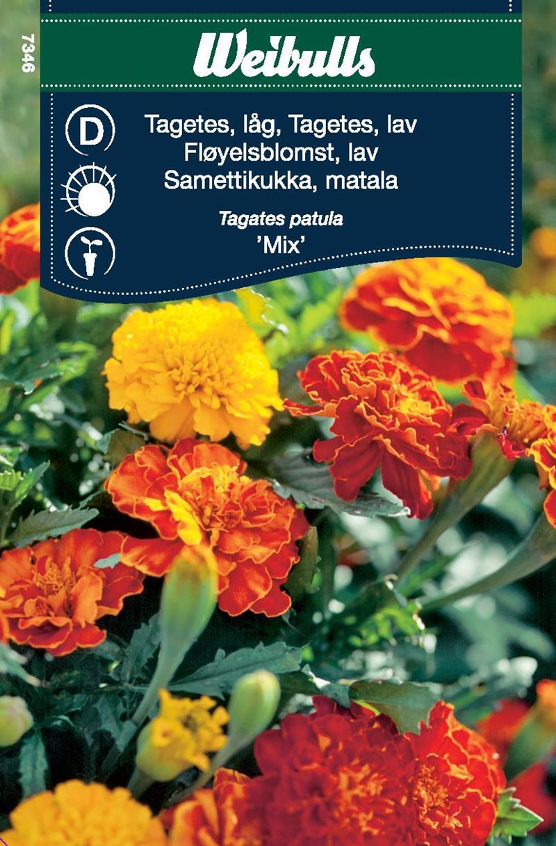 Tagetes, Låg Mix