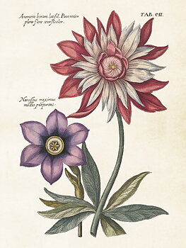 Juliste Vintage Anemone &amp; narsissi 18x24cm Kauniita juttuja