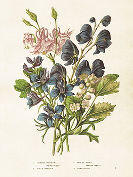 Juliste Vintage Akleja &amp; Wolfsbane 18x24cm Kauniita juttuja