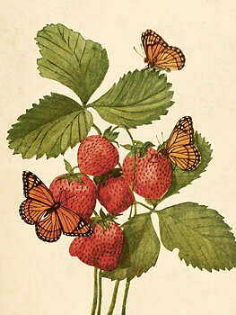 Juliste Vintage mansikka &amp; perhonen 18x24cm Kauniita juttuja
