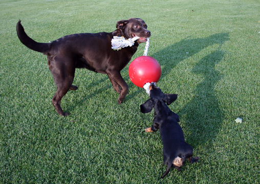 Jolly Boll Romp-n-Roll - 2