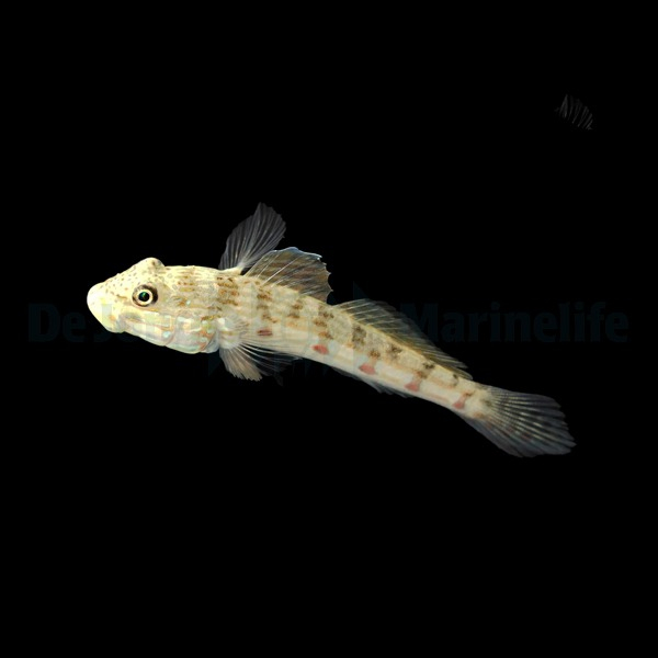 Valenciennea longipinnis (reef safe)