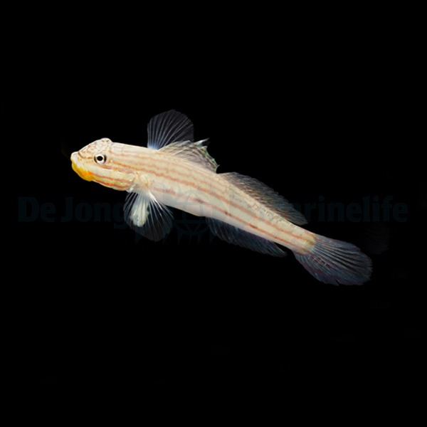 Valenciennea muralis (reef safe)