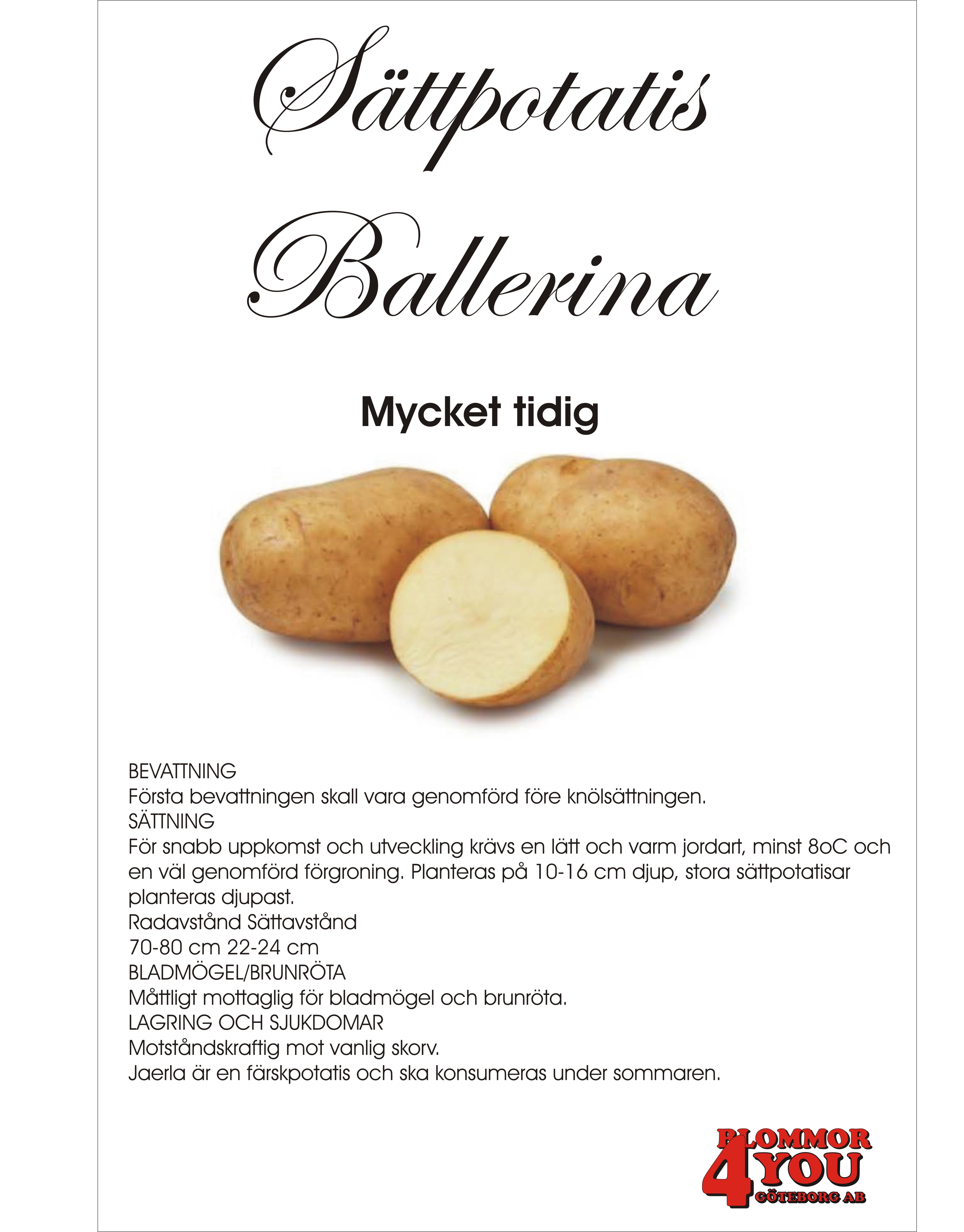 Sättpotatis Ballerina      1 Kilo