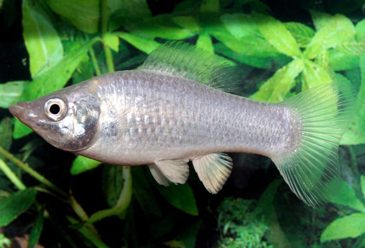 Silvermolly (Poecilia latipinna)