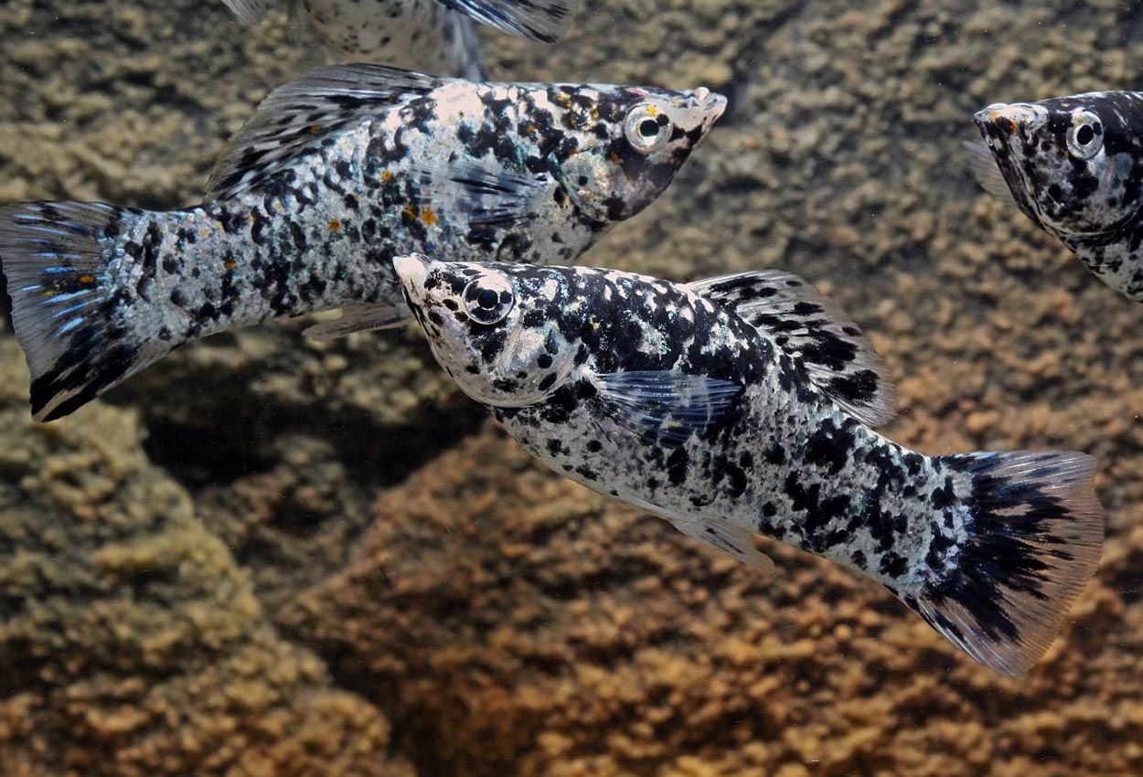 Dalmatiner Molly (Poecilia latipinna)