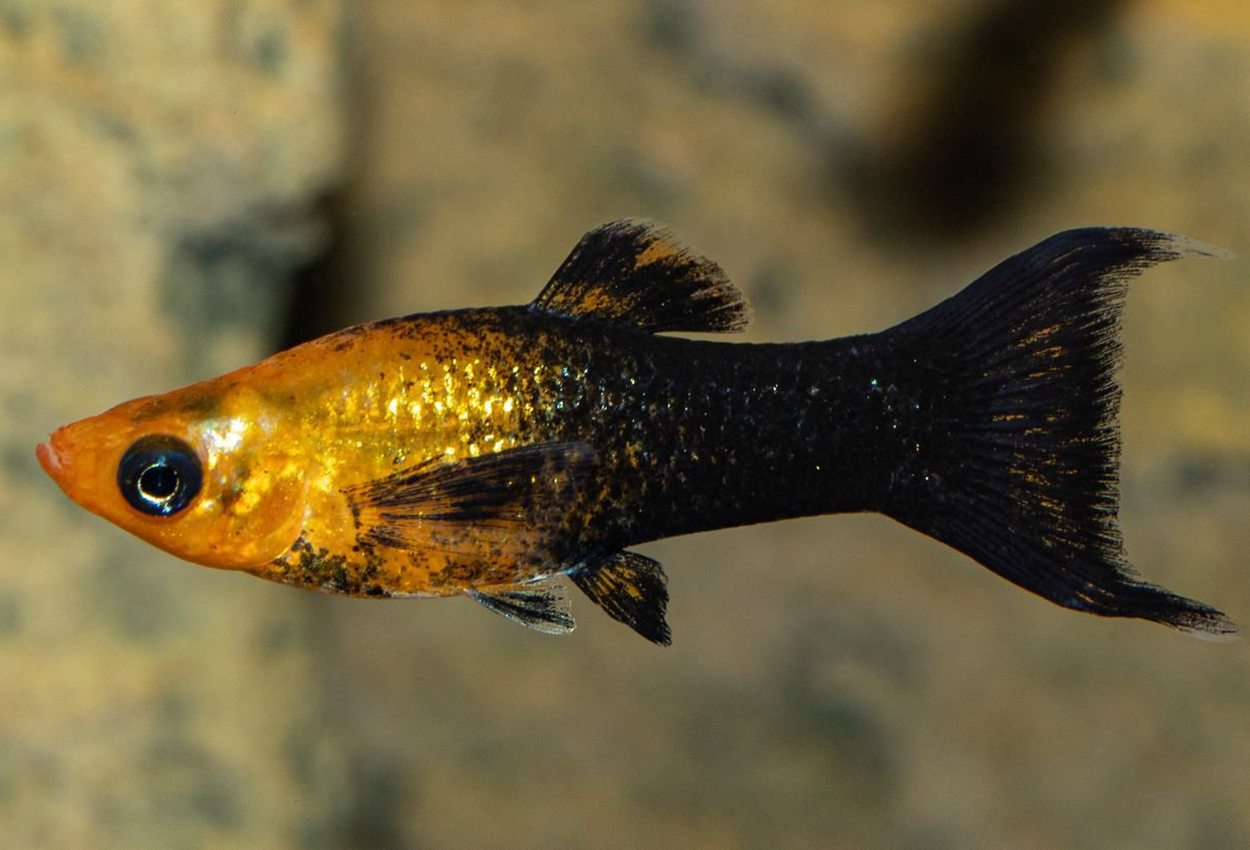 Molly Regnbågslyr (Poecilia sphenops)