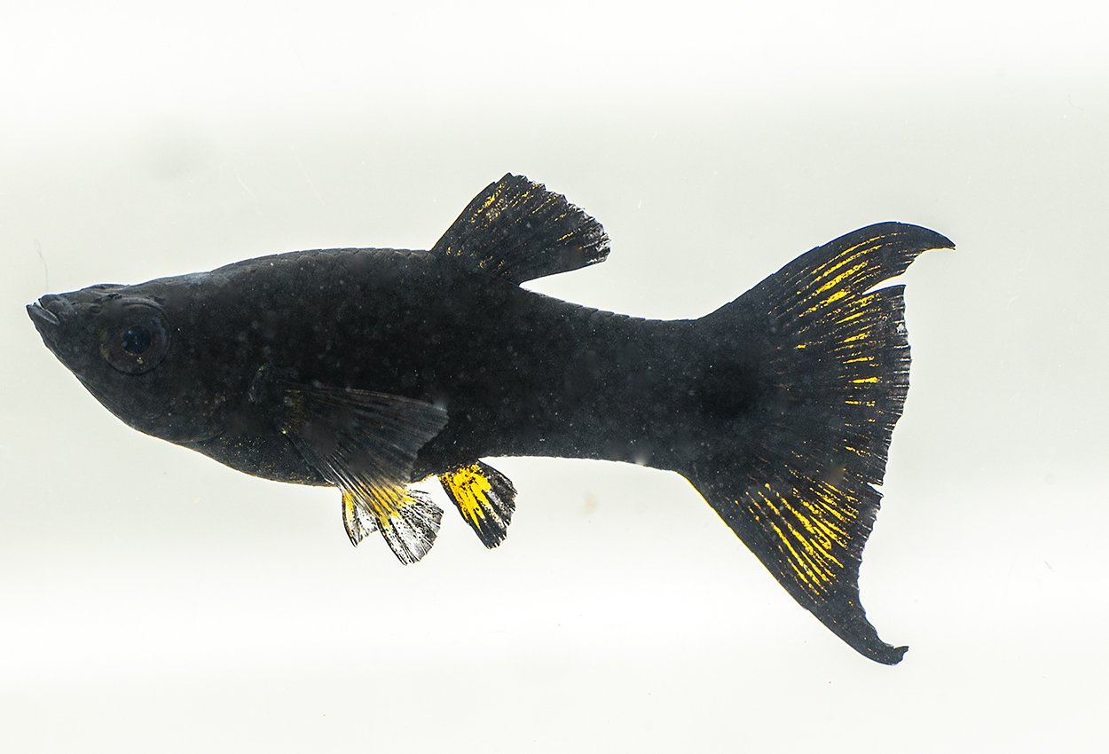 Molly Svart Lyr (Poecilia sphenops)