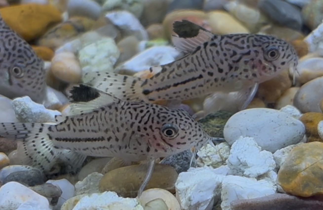Leopard Pansarmal (Corydoras trilineatus)