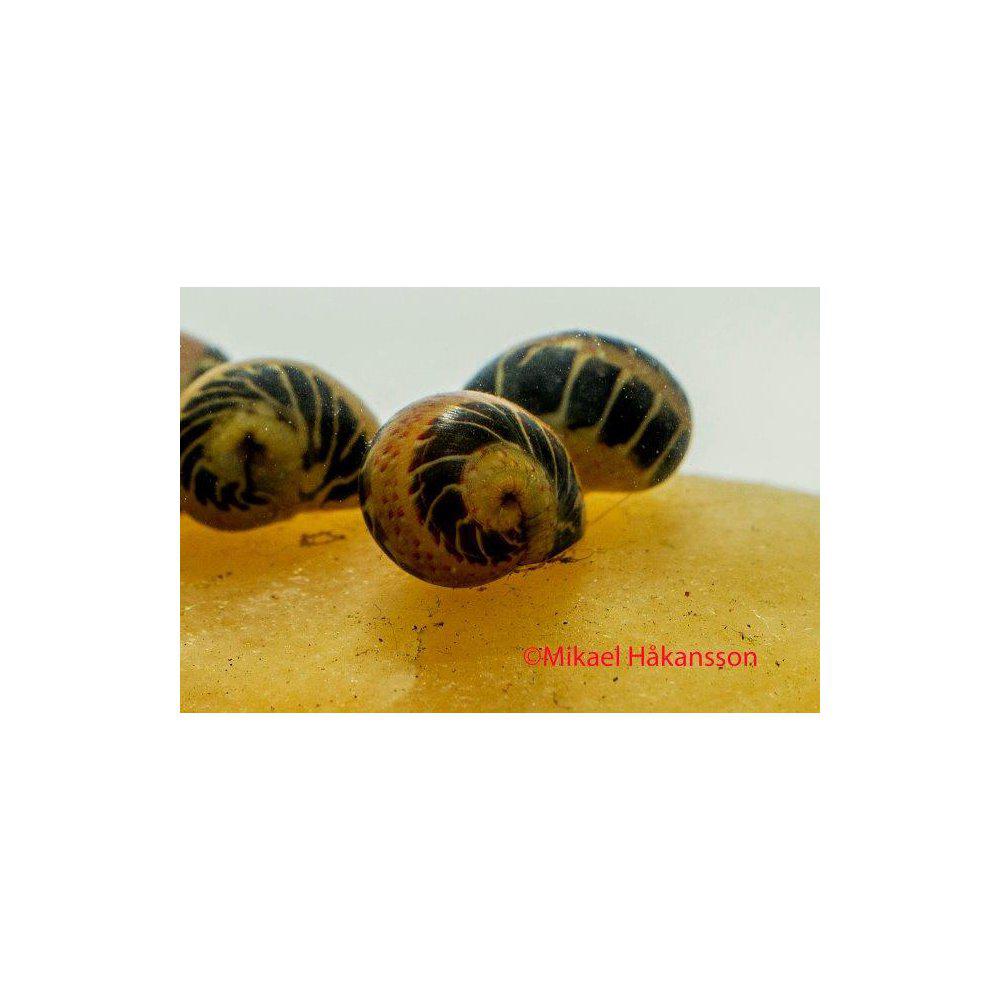 Marble Snäcka (Clithon sowerbianum)