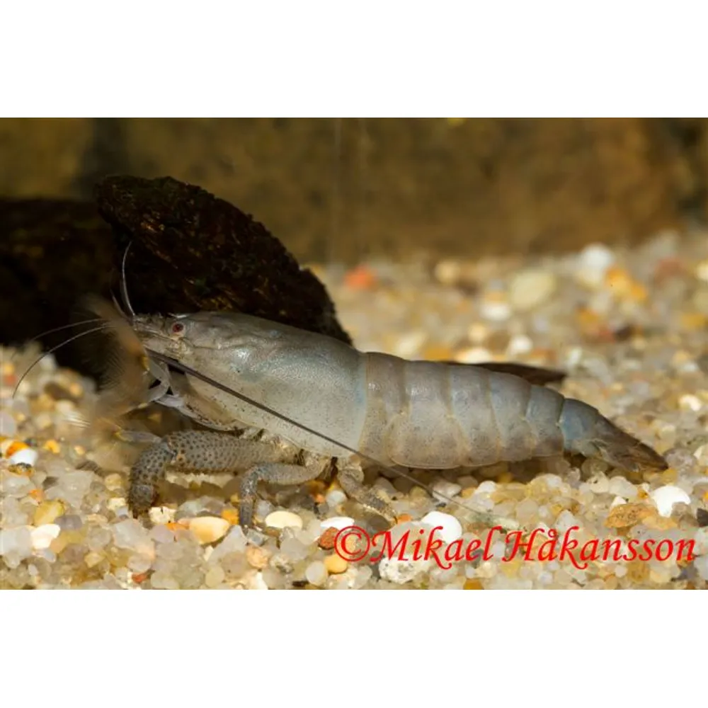 Gabon Räka (Atya gabonensis)