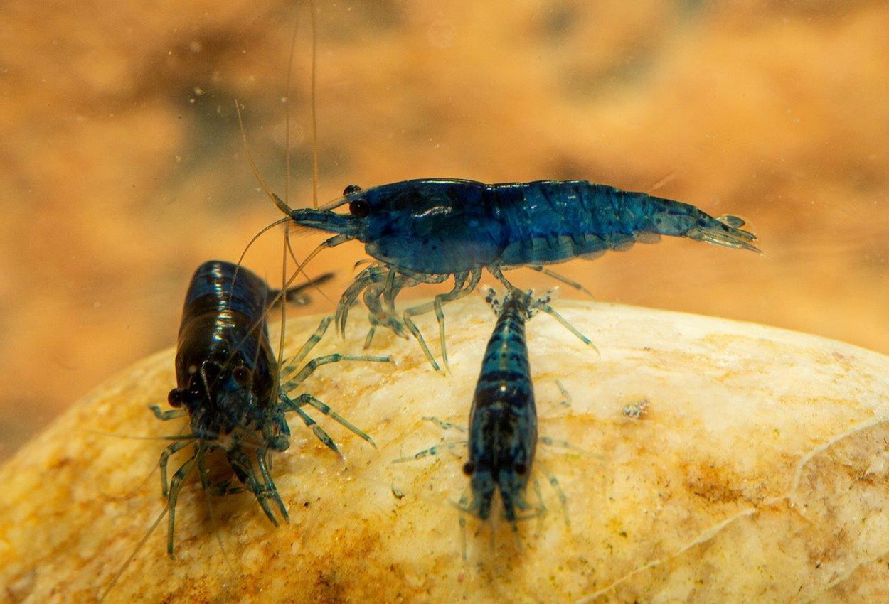 Blue Diamond Räka (Neocaridina sp.)