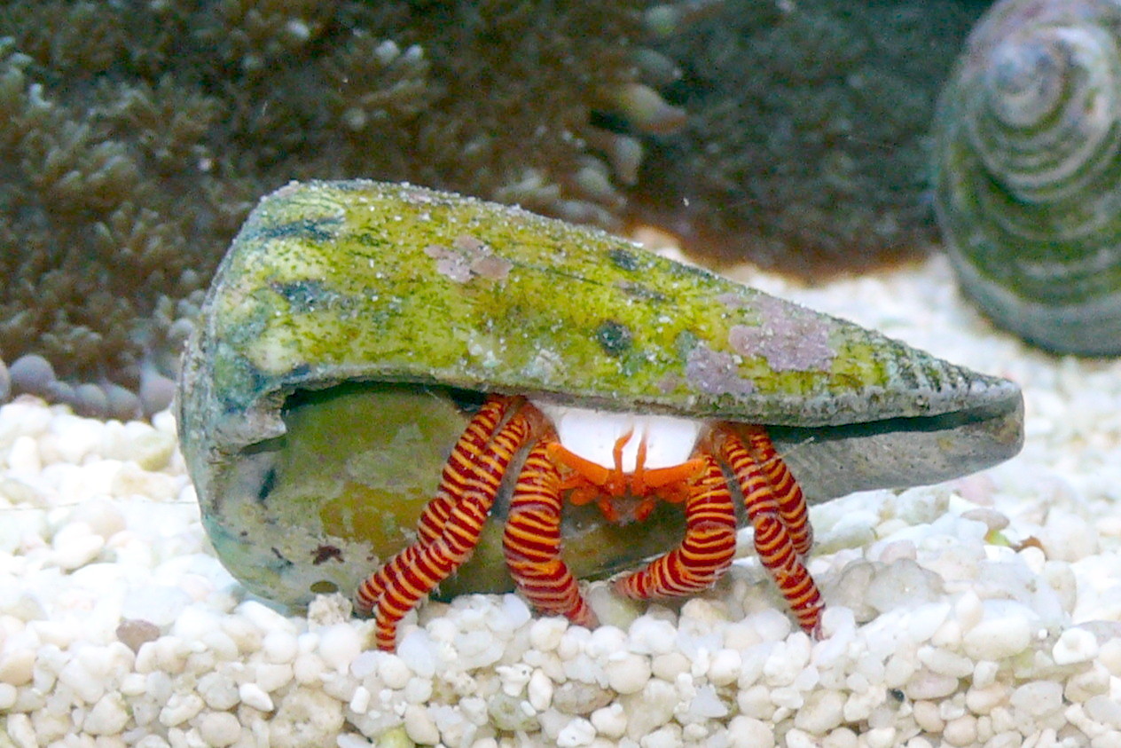 Ciliopagurus striatus