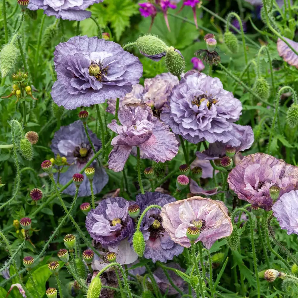 Kornvallmo 'Amazing Grey'
