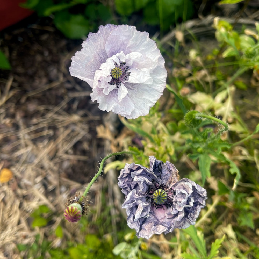 Kornvallmo 'Amazing Grey'