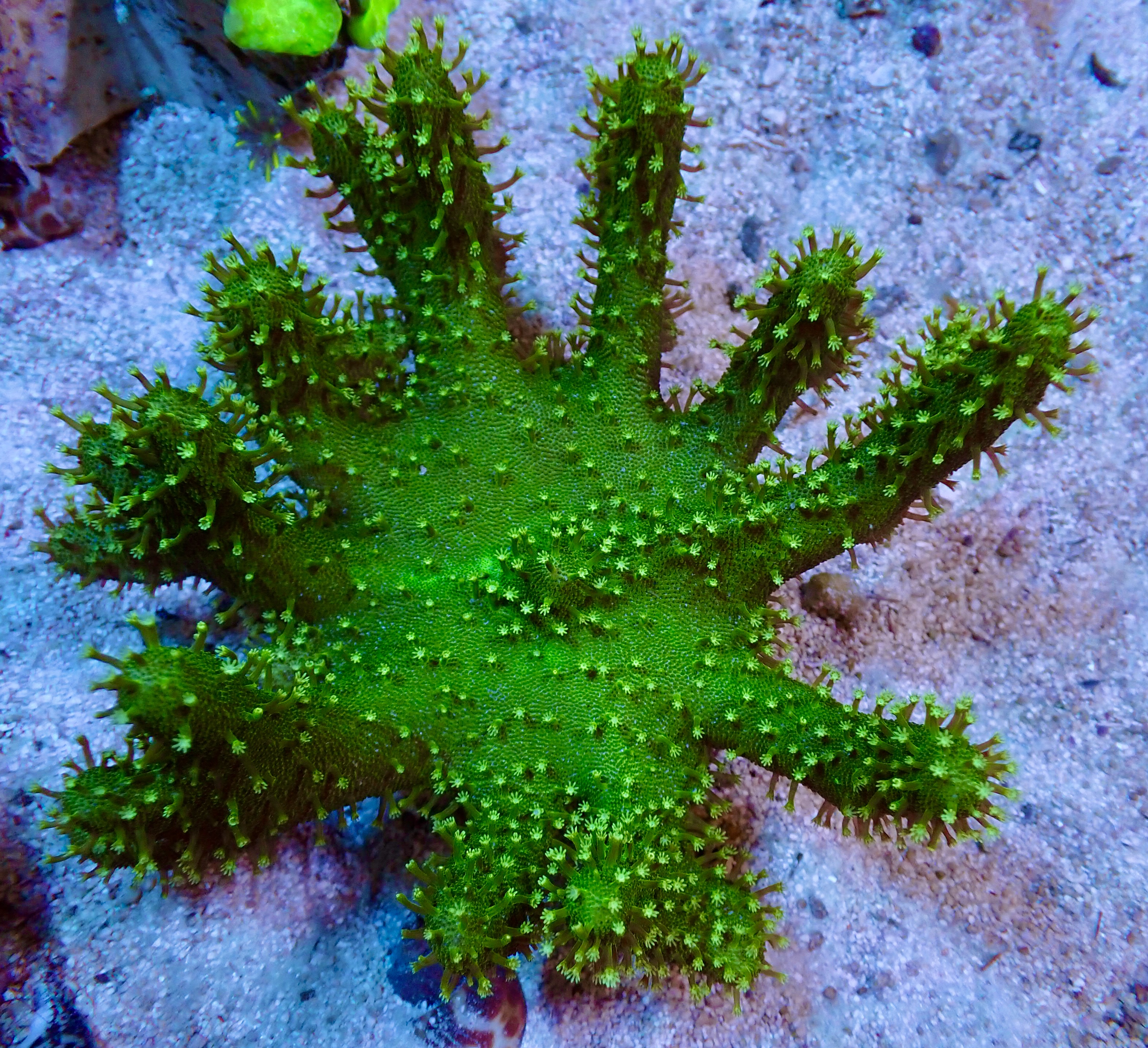 Lobophytum spp. Ultra green