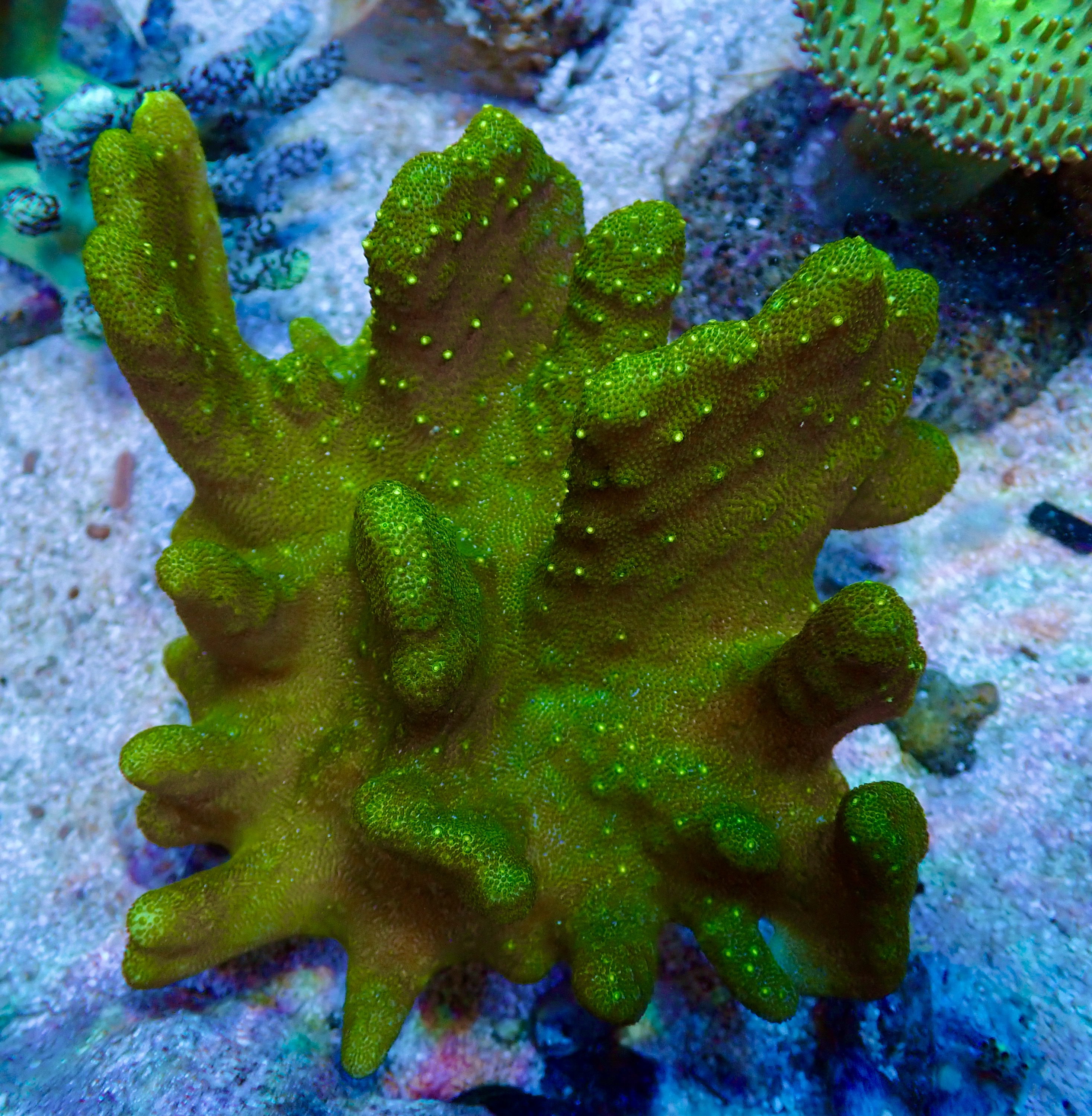 Lobophytum spp. Ultra green