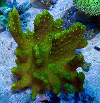 Lobophytum spp. Ultra green