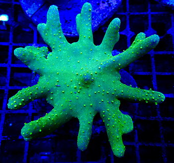 Lobophytum spp. Ultra green