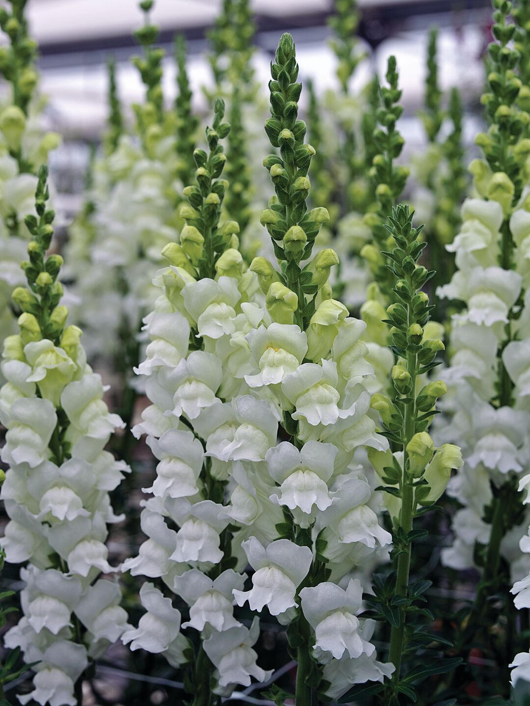 Lejongap Opus Fresh White 10 frön