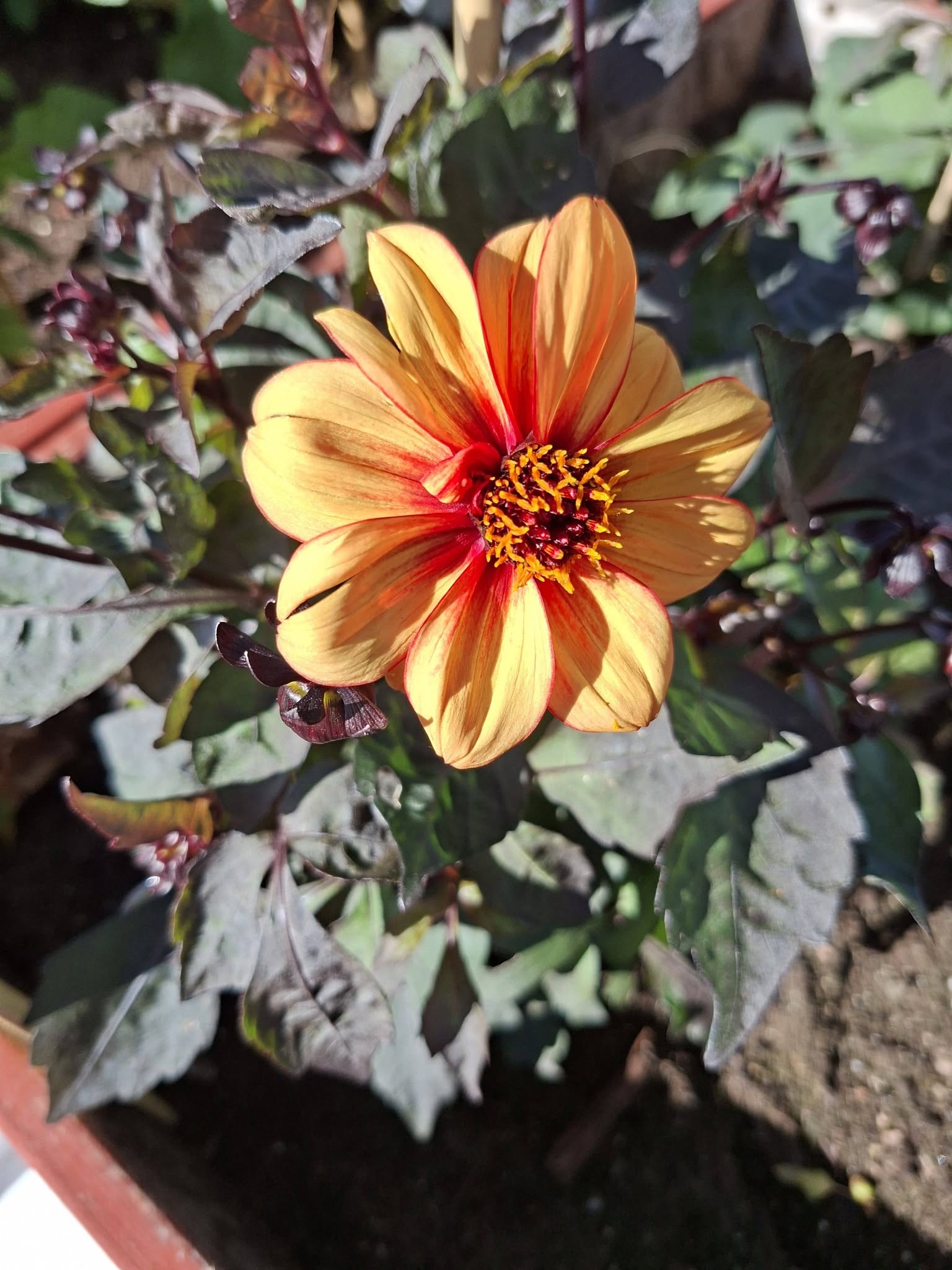 Dahlia Black Forrest Ruby 30  frö,får knölar som kan övervintras - 6